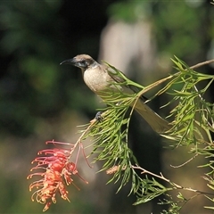 Philemon citreogularis (Little Friarbird) at Gibberagee, NSW - 12 Jul 2010 by Bungybird