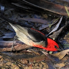 Myzomela sanguinolenta (Scarlet Honeyeater) at Gibberagee, NSW - 16 Jul 2010 by Bungybird