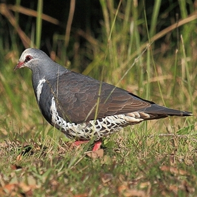 Leucosarcia melanoleuca (Wonga Pigeon) at Gibberagee, NSW - 16 Jul 2010 by Bungybird