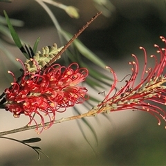 Grevillea juniperina at Gibberagee, NSW - 17 Jul 2010 by Bungybird