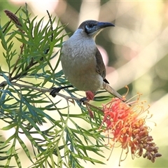 Philemon citreogularis (Little Friarbird) at Gibberagee, NSW - 17 Jul 2010 by Bungybird