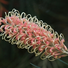 Grevillea juniperina at Gibberagee, NSW - 17 Jul 2010 by Bungybird