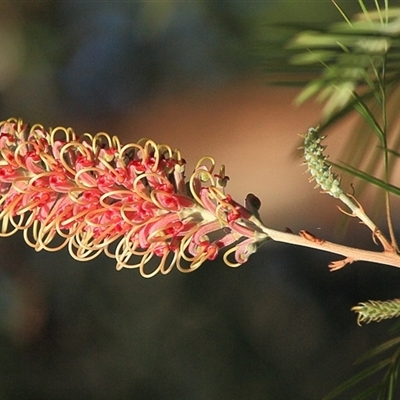 Grevillea juniperina at Gibberagee, NSW - 17 Jul 2010 by Bungybird