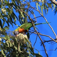 Trichoglossus moluccanus (Rainbow Lorikeet) at Gibberagee, NSW - 17 Jul 2010 by Bungybird