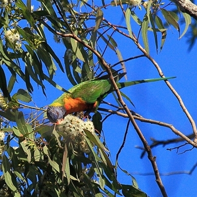 Trichoglossus moluccanus (Rainbow Lorikeet) at Gibberagee, NSW - 17 Jul 2010 by Bungybird