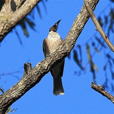 Philemon corniculatus (Noisy Friarbird) at Gibberagee, NSW - 16 Jul 2010 by Bungybird