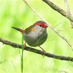 Neochmia temporalis (Red-browed Finch) at Gibberagee, NSW - 7 Dec 2010 by Bungybird