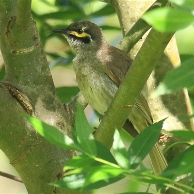 Caligavis chrysops (Yellow-faced Honeyeater) at Gibberagee, NSW - 7 Dec 2010 by Bungybird