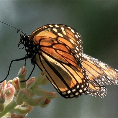 Danaus plexippus (Monarch) at Gibberagee, NSW - 7 Dec 2010 by Bungybird