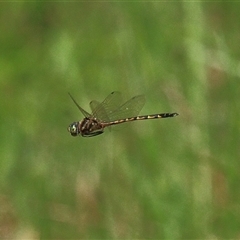 Hemicordulia australiae (Australian Emerald) at Gibberagee, NSW - 7 Dec 2010 by Bungybird