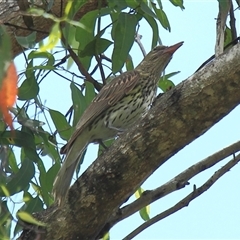 Oriolus sagittatus (Olive-backed Oriole) at Gibberagee, NSW - 7 Dec 2010 by Bungybird