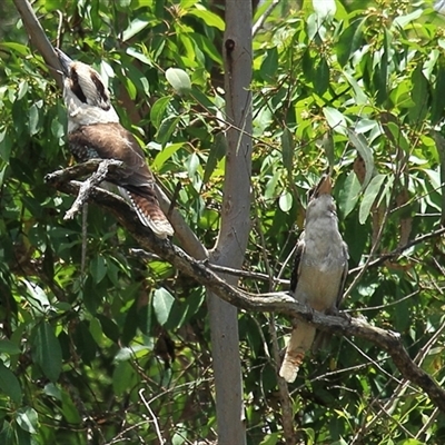 Dacelo novaeguineae (Laughing Kookaburra) at Gibberagee, NSW - 7 Dec 2010 by Bungybird