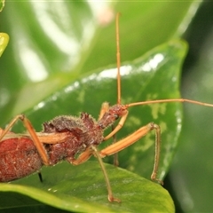 Pristhesancus plagipennis at Gibberagee, NSW - 3 Jan 2012 by Bungybird