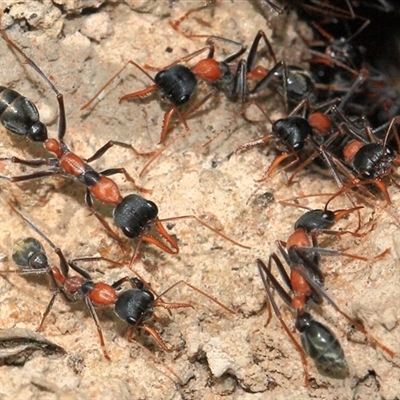 Myrmecia nigrocincta (Jumper ant, jumping jack) at Gibberagee, NSW - 3 Jan 2012 by Bungybird