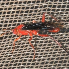 Lissopimpla excelsa at Gibberagee, NSW - 29 Oct 2013 by Bungybird