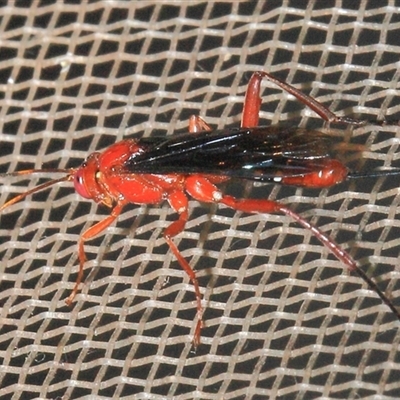 Lissopimpla excelsa at Gibberagee, NSW - 29 Oct 2013 by Bungybird