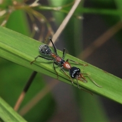 Myrmecia nigrocincta (Jumper ant, jumping jack) at Gibberagee, NSW - 28 Oct 2013 by Bungybird