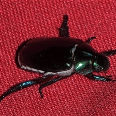 Repsimus aeneus (Green Christmas beetle) at Gibberagee, NSW - 28 Oct 2013 by Bungybird