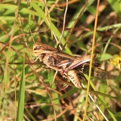 Gastrimargus musicus at Gibberagee, NSW - 6 Jan 2012 by Bungybird