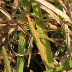 Acrida conica at Gibberagee, NSW - 6 Jan 2012 by Bungybird