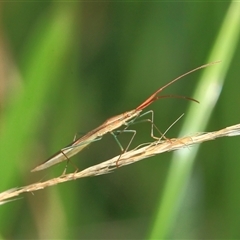 Mutusca brevicornis at Gibberagee, NSW - 6 Jan 2012 by Bungybird