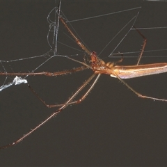 Tetragnatha sp. (genus) (Long-jawed spider) at Gibberagee, NSW - 6 Jan 2012 by Bungybird