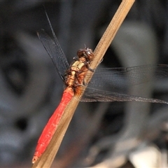 Orthetrum villosovittatum (Fiery Skimmer) at Gibberagee, NSW - 3 Jan 2012 by Bungybird