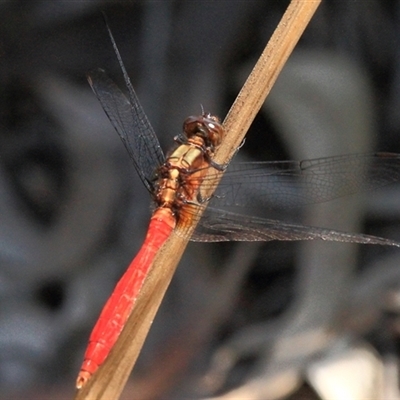 Orthetrum villosovittatum (Fiery Skimmer) at Gibberagee, NSW - 3 Jan 2012 by Bungybird