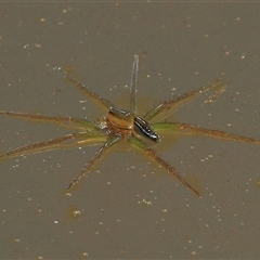 Dolomedes facetus (Crafty Fishing Spider) at Gibberagee, NSW - 2 Jan 2012 by Bungybird