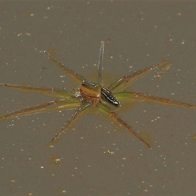 Dolomedes facetus (Crafty Fishing Spider) at Gibberagee, NSW - 3 Jan 2012 by Bungybird