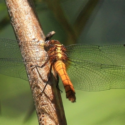 Orthetrum villosovittatum (Fiery Skimmer) at Gibberagee, NSW - 3 Jan 2012 by Bungybird