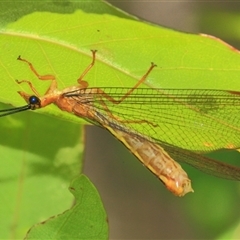 Nymphes myrmeleonoides at Gibberagee, NSW - 3 Jan 2012 by Bungybird