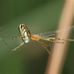 Leucauge dromedaria at Gibberagee, NSW - 3 Jan 2012 by Bungybird