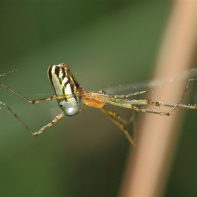 Leucauge dromedaria at Gibberagee, NSW - 3 Jan 2012 by Bungybird