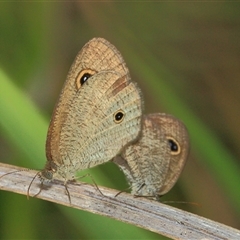 Ypthima arctous (Dusky Knight) at Gibberagee, NSW - 2 Jan 2012 by Bungybird