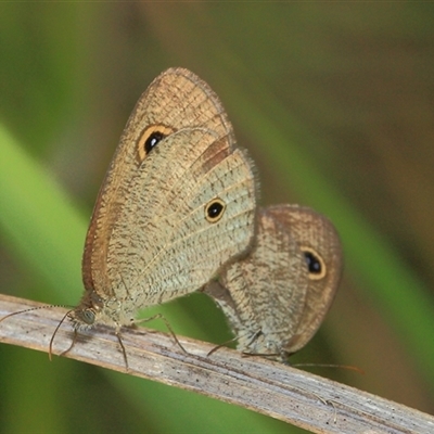 Ypthima arctous (Dusky Knight) at Gibberagee, NSW - 2 Jan 2012 by Bungybird