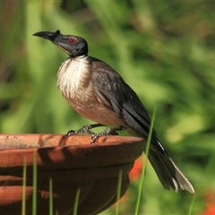 Philemon corniculatus (Noisy Friarbird) at Gibberagee, NSW - 2 Jan 2012 by Bungybird