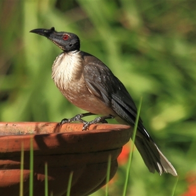 Philemon corniculatus (Noisy Friarbird) at Gibberagee, NSW - 2 Jan 2012 by Bungybird