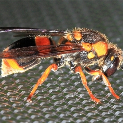 Paralastor sp. (genus) at Gibberagee, NSW - 2 Jan 2012 by Bungybird