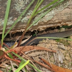 Hemiaspis signata at Gibberagee, NSW - 30 Dec 2011 by Bungybird