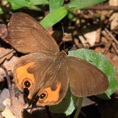 Hypocysta metirius (Brown Ringlet) at Gibberagee, NSW - 27 Dec 2011 by Bungybird