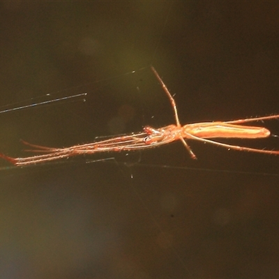 Tetragnatha sp. (genus) at Gibberagee, NSW - 26 Dec 2011 by Bungybird
