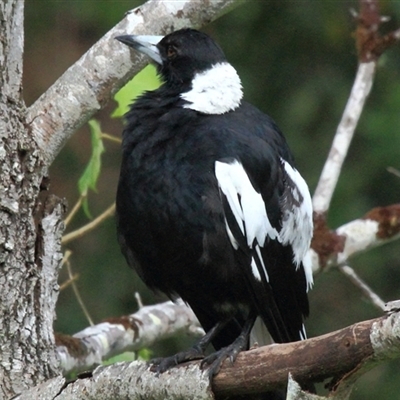 Gymnorhina tibicen (Australian Magpie) at Gibberagee, NSW - 24 Dec 2011 by Bungybird