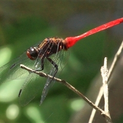 Orthetrum villosovittatum (Fiery Skimmer) at Gibberagee, NSW - 25 Dec 2011 by Bungybird