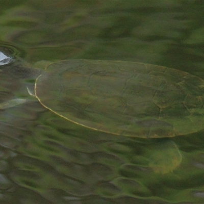 Chelodina longicollis at Gibberagee, NSW - 25 Dec 2011 by Bungybird