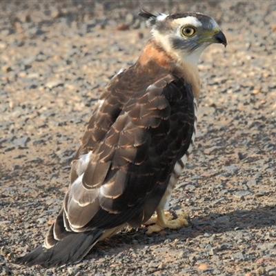 Aviceda subcristata (Pacific Baza) at Myrtle Creek, NSW - 23 Dec 2011 by Bungybird