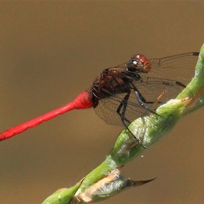 Orthetrum villosovittatum (Fiery Skimmer) at Gibberagee, NSW - 20 Dec 2011 by Bungybird