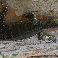 Varanus varius at Gibberagee, NSW - 20 Dec 2011 by Bungybird