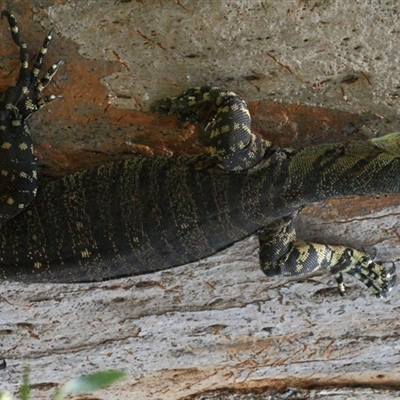 Varanus varius at Gibberagee, NSW - 20 Dec 2011 by Bungybird