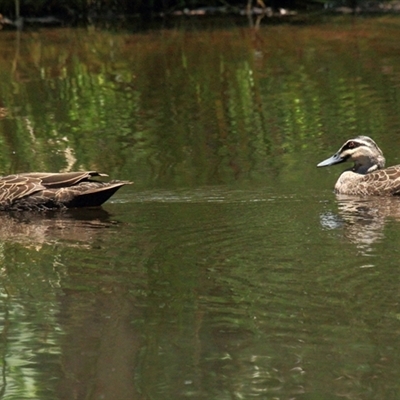 Anas superciliosa (Pacific Black Duck) at Gibberagee, NSW - 20 Dec 2011 by Bungybird